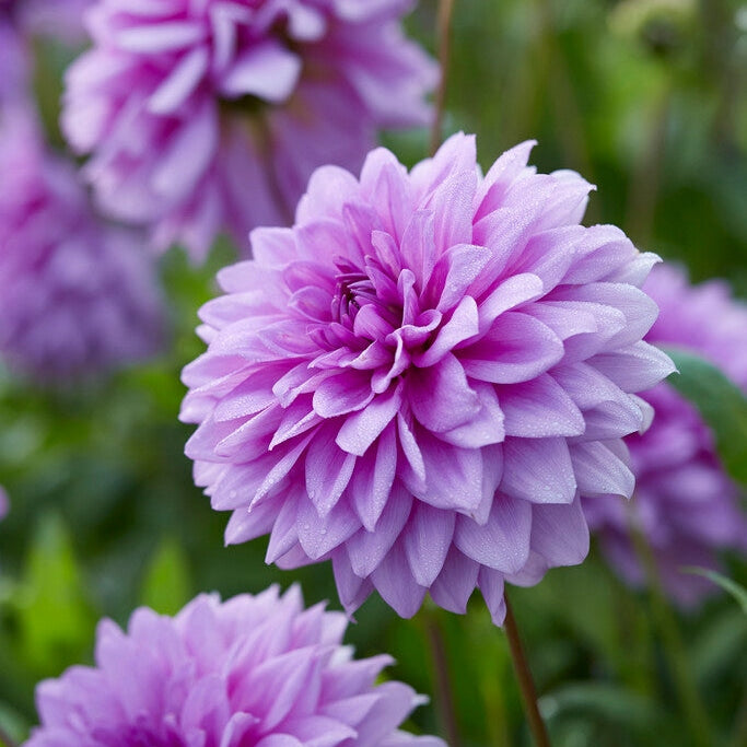 Dahlia Dekorativ Blue Boy 1-pack